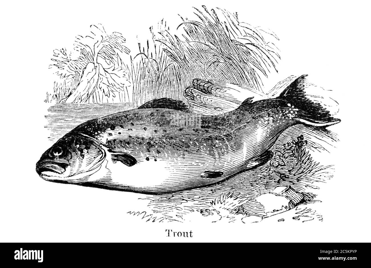 An engraved vintage fish illustration image of a trout from a Victorian