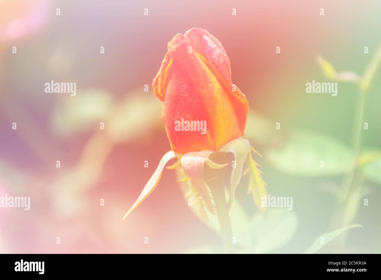 Horizontal red, yellow and green rosebud background with copy space, suitable for a greeting card. Stock Photo