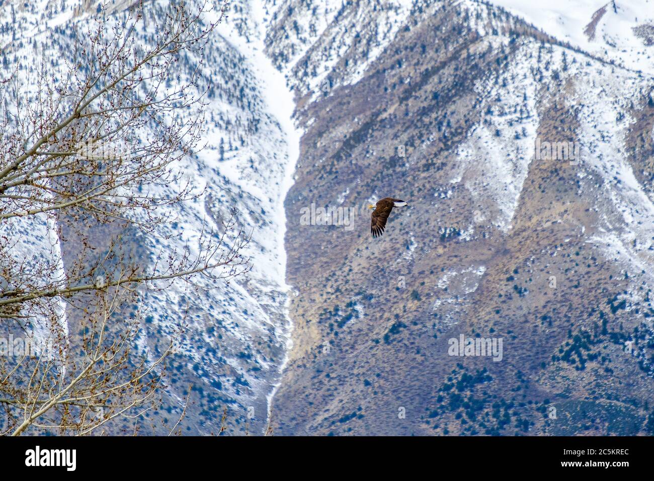 A Bald Eagle flys into a tree in the mountains. Stock Photo