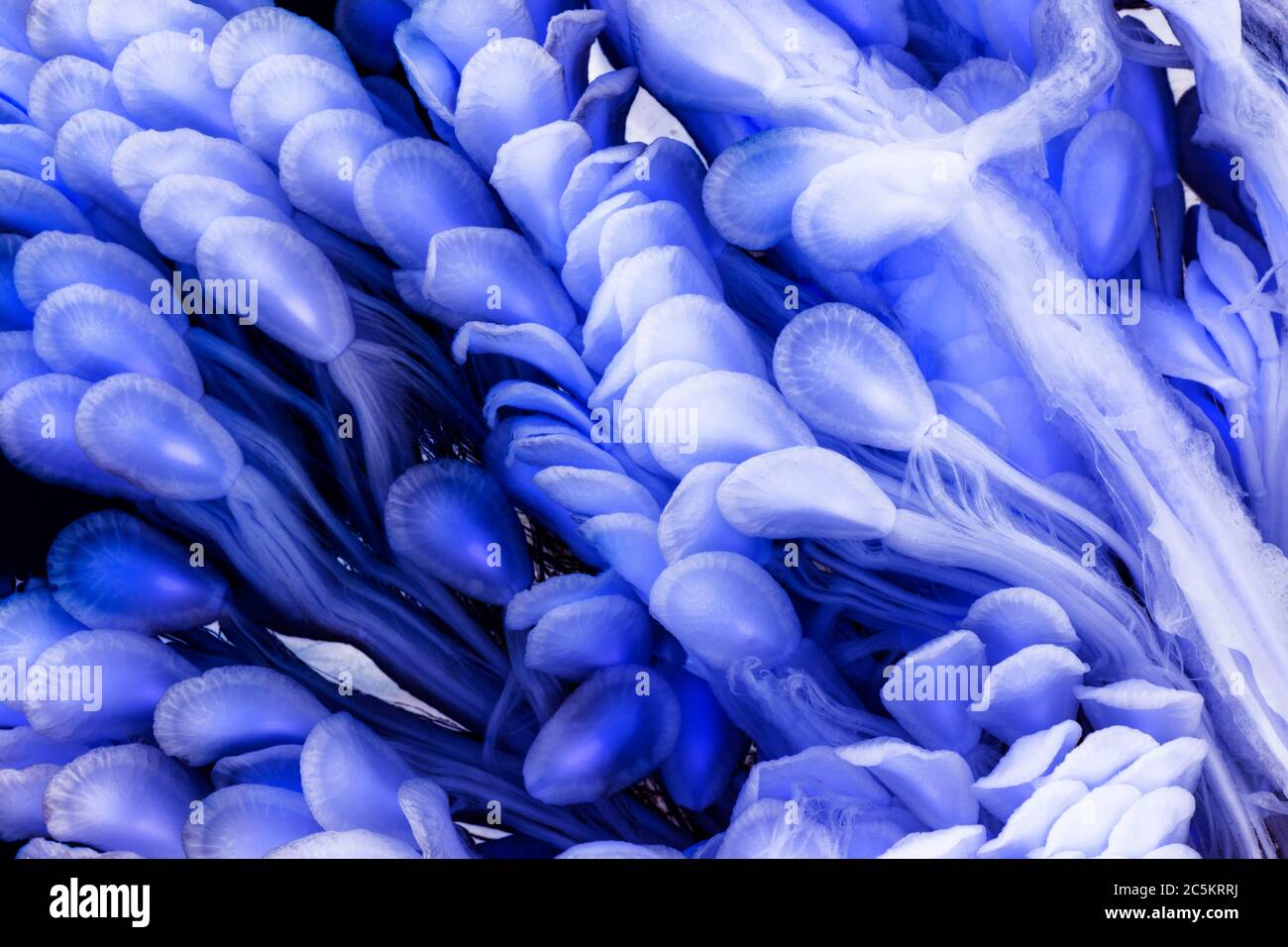 Microscopic Image of Surreal Blue Milkweed Seeds Stock Photo