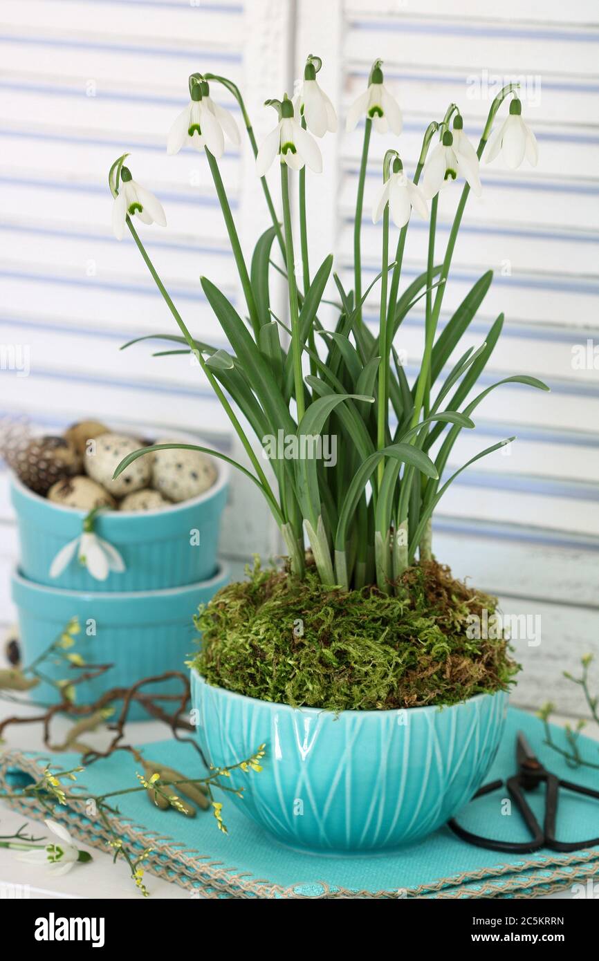 easter decoration with snow drops and quail eggs in turquoise bowls Stock Photo