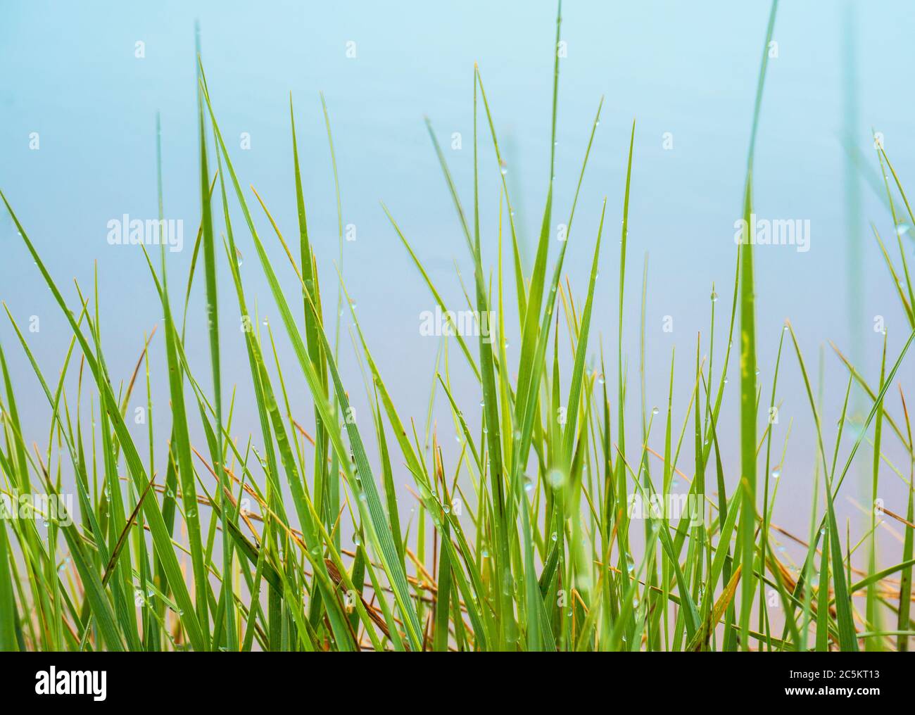 Wet Spring Grass with Dew Drops Stock Photo