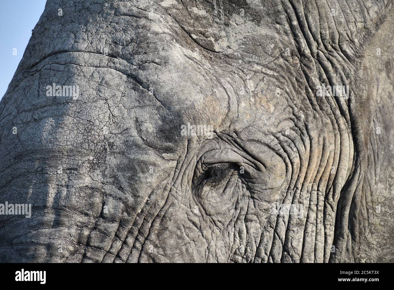 Close up of a African Elephant (Loxodonta) eye in Sabi Sands Game Reserve, Greater Kruger, South Africa.  Visible eyelashes and wrinkled grey skin. Stock Photo