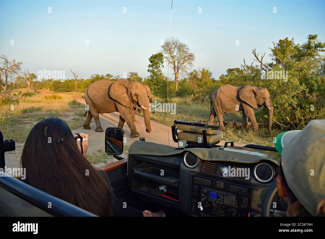 An Elephant (Loxodonta) herd walks past a safari vehicle with a girl taking photos in Sabi Sands Game Reserve, Greater Kruger, South Africa. Stock Photo