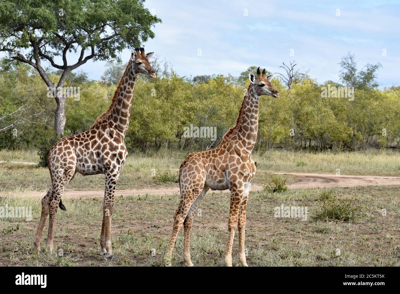 Two Giraffes (Giraffa) paused while walking across the savannah with trees in the background in Sabi Sands Game Reserve, Greater Kruger, South Africa. Stock Photo