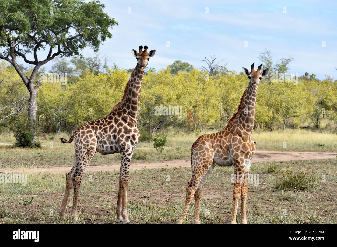 Two Giraffes (Giraffa) paused while walking and looking into the camera while on a game drive in Sabi Sands Game Reserve, Greater Kruger, South Africa. Stock Photo