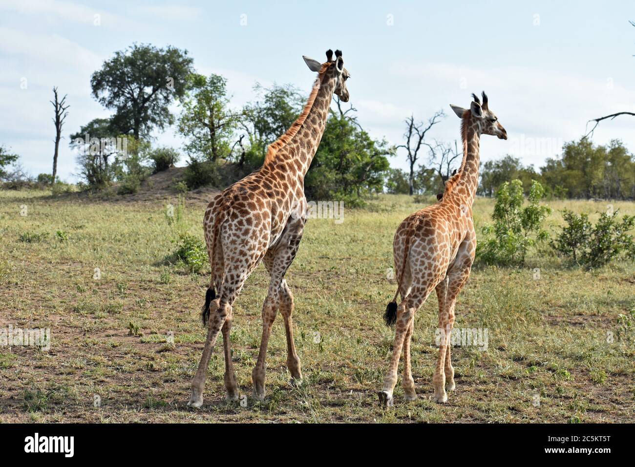 Two Giraffes (Giraffa) walking away across the savanah, while on a game drive in Sabi Sands Game Reserve, Greater Kruger, South Africa. Stock Photo