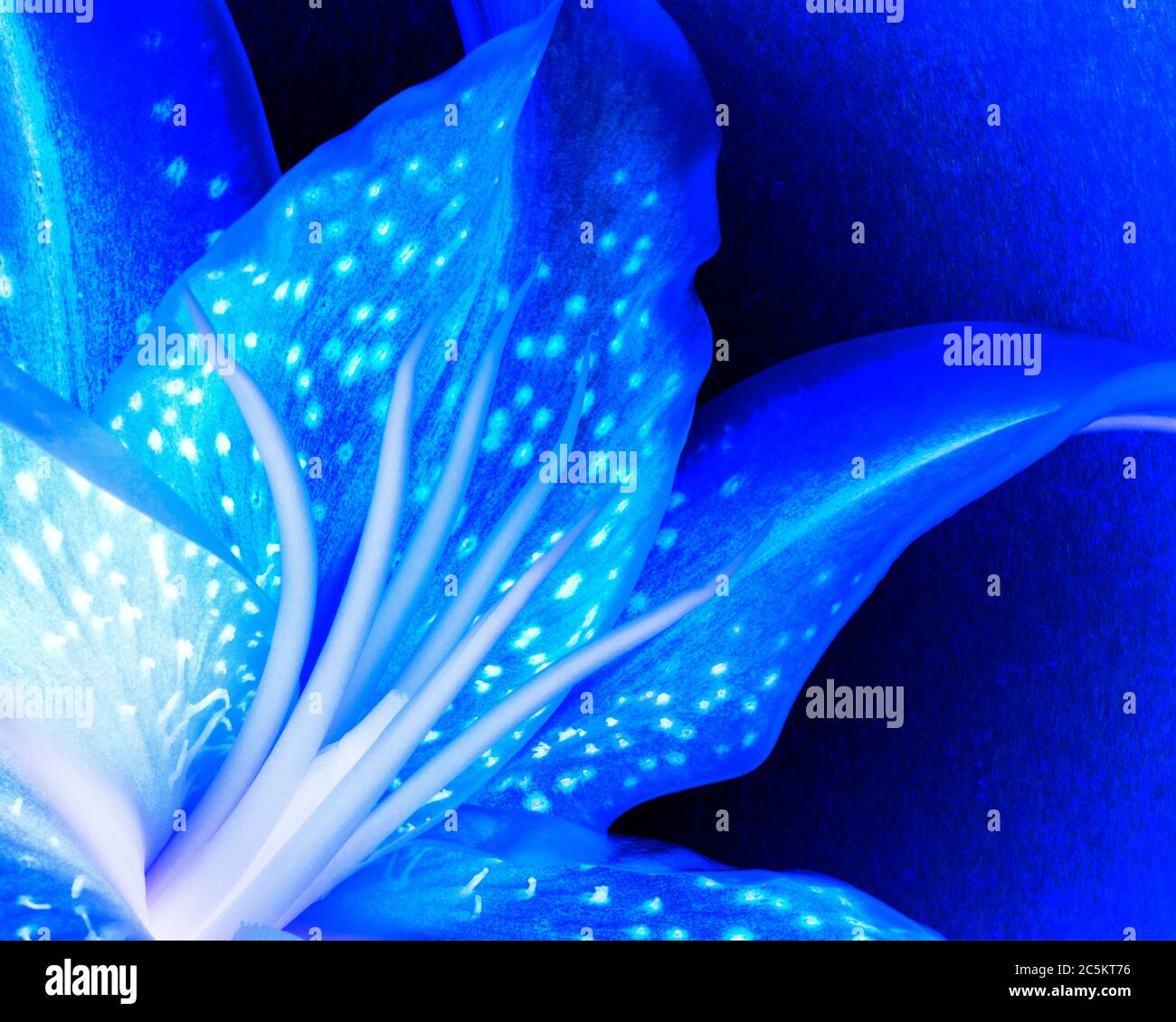 Blue lilly hi-res stock photography and images - Alamy