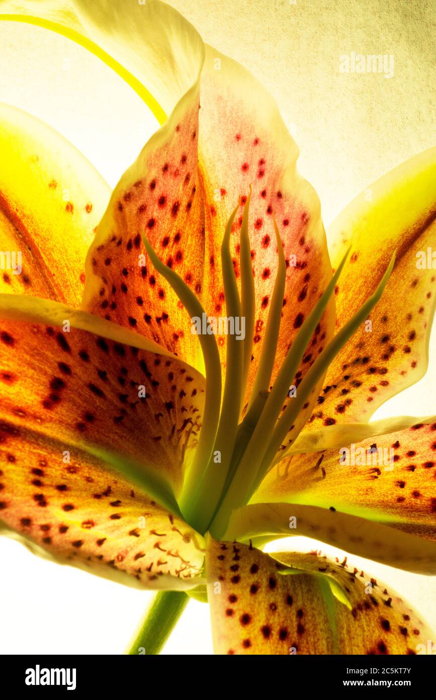 Illuminated Yellow Stargazer Lilly Stock Photo