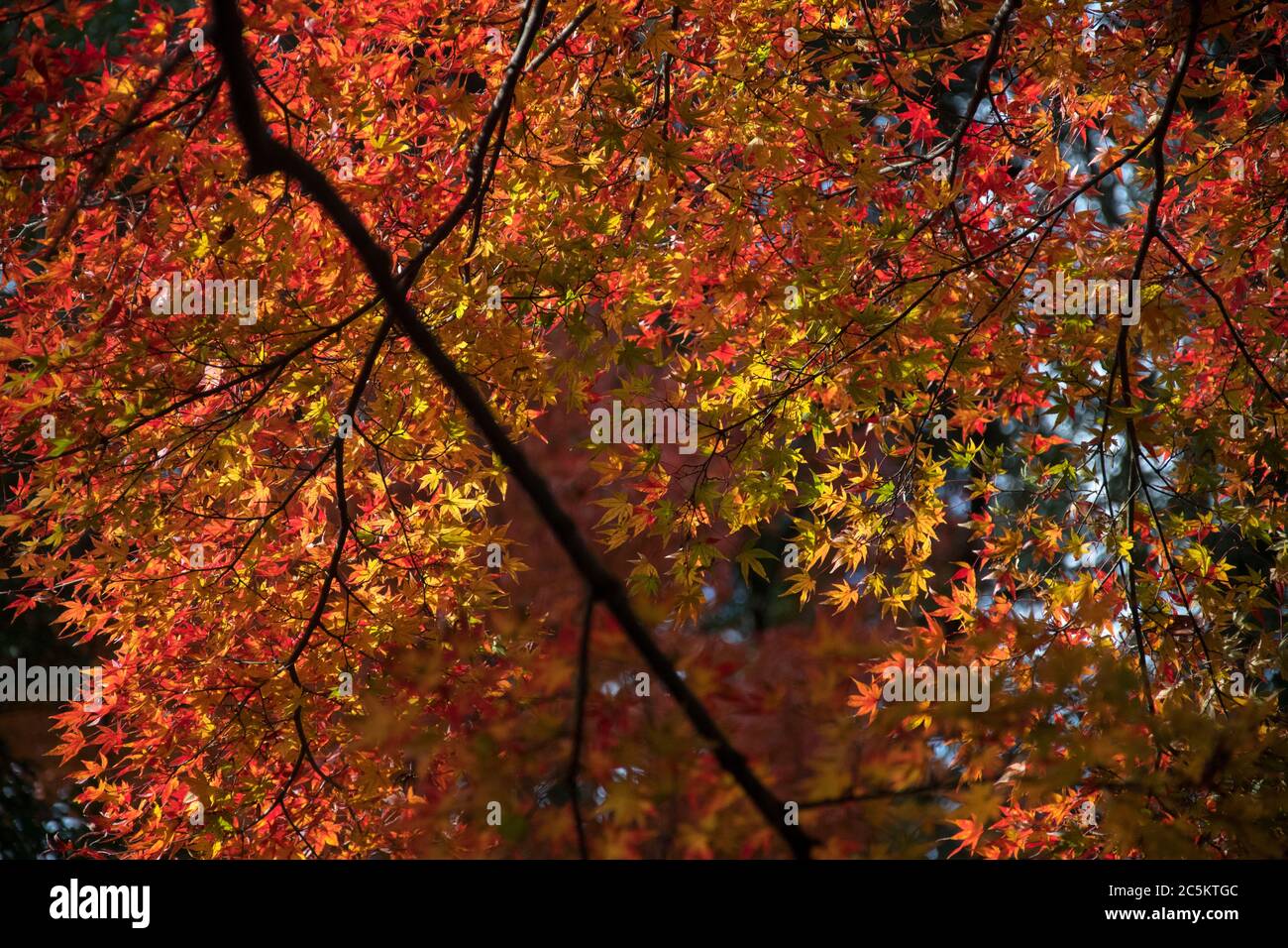 Red leave of maple tree for autumn fall background in Japan Stock Photo ...