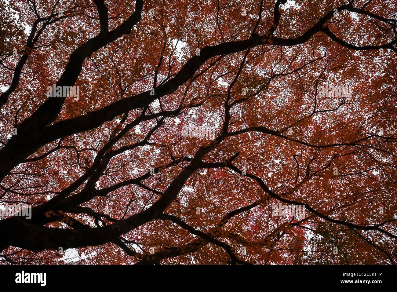 Red leave of maple tree for autumn fall background Stock Photo - Alamy
