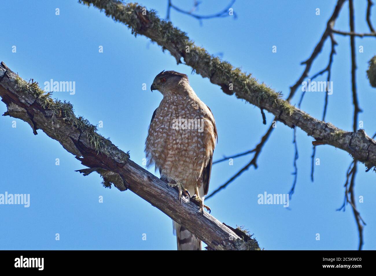 Juvenile Cooper's Hawk sitting on the tree Stock Photo