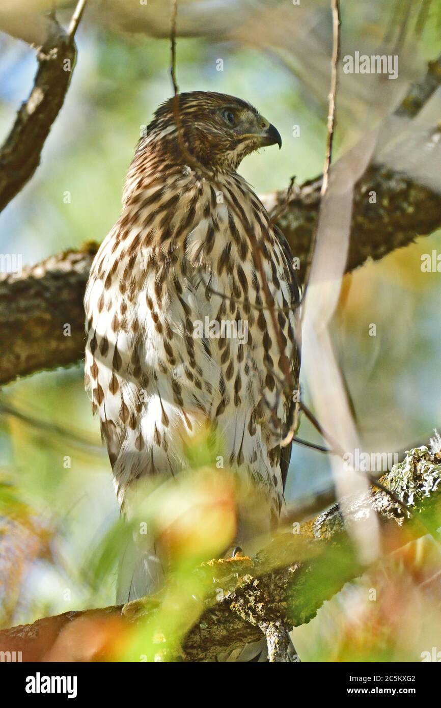 Juvenile Coopers Hawk High Resolution Stock Photography and Images - Alamy