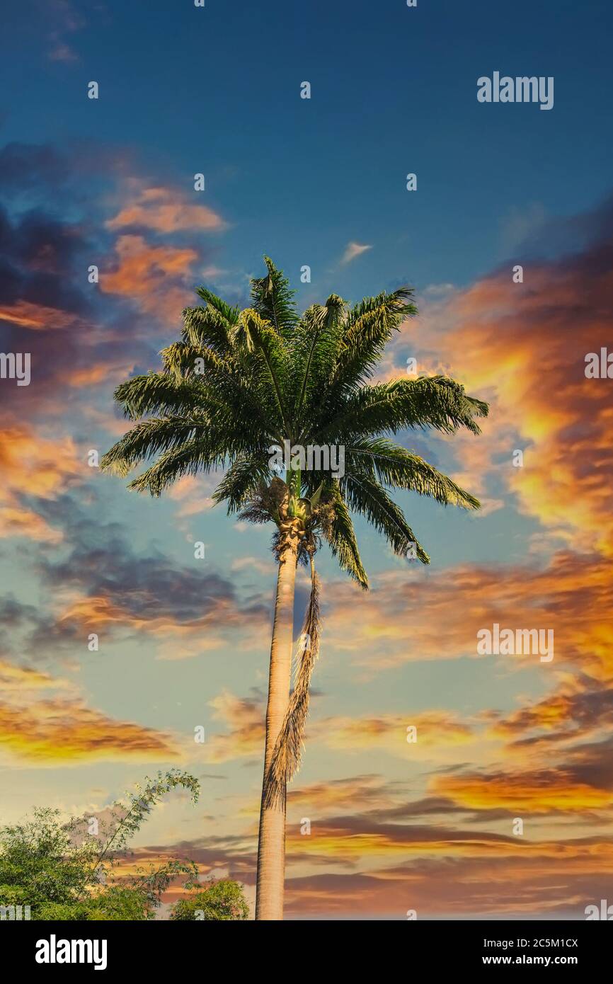 Tall coconut tree hi-res stock photography and images - Alamy