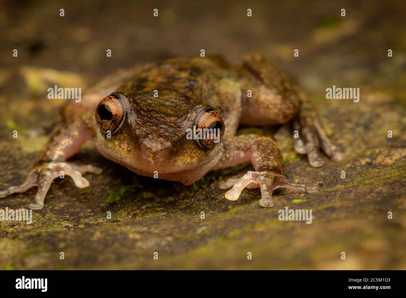 Endangered common mist frog (Litoria rheocola). Cairns, Queensland, Australia. Stock Photo