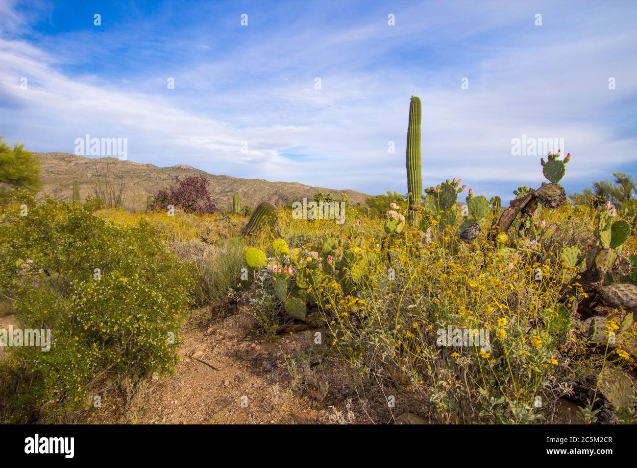 Desert Wildflower Landscape. Spring wildflowers on prickly pear cactus, Saguaros and brittlebush flowers in the Sonoran desert of Arizona. Stock Photo