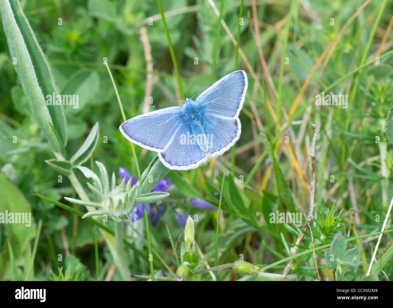 Common irish butterfly hires stock photography and images Alamy