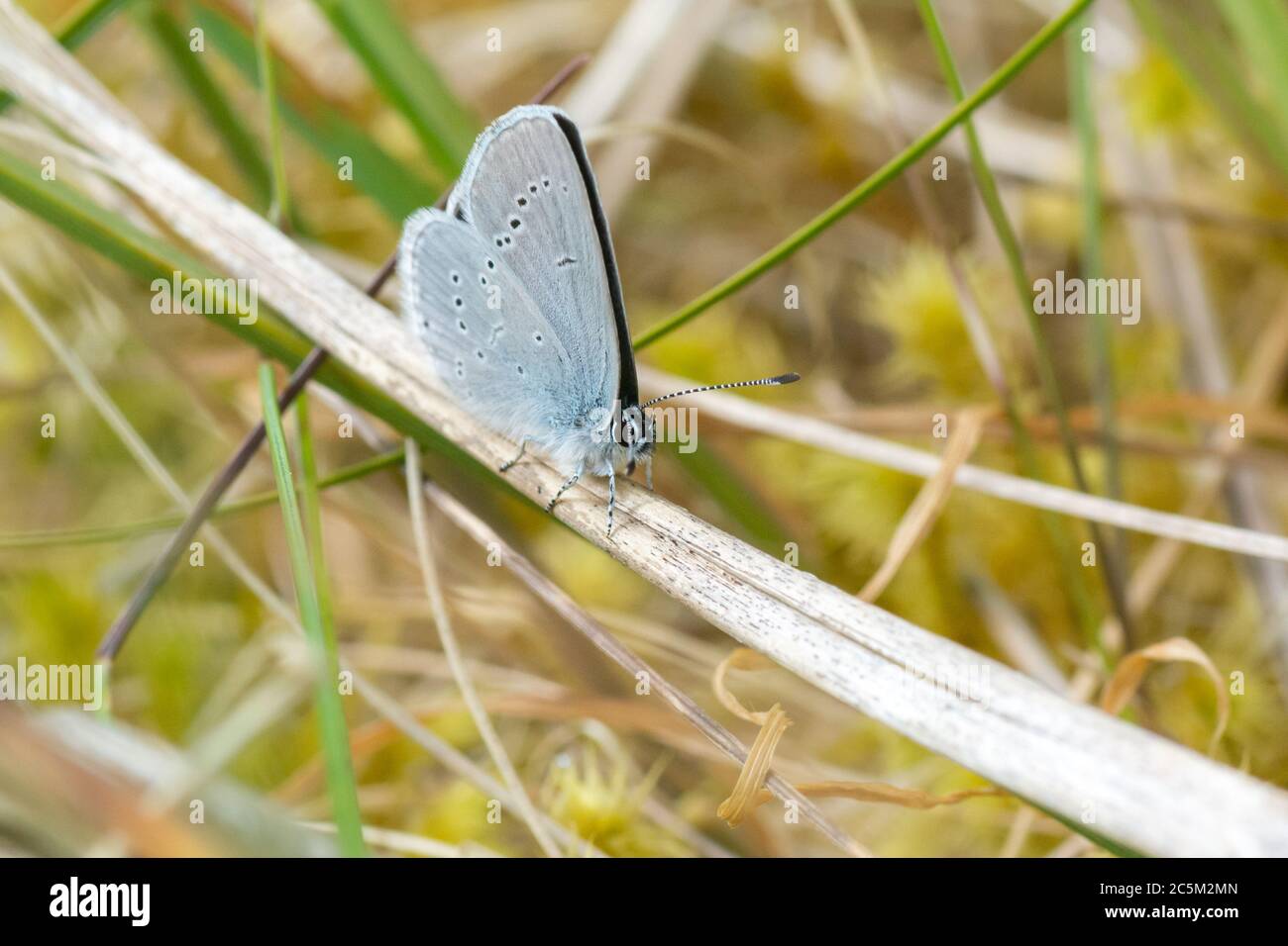 Small Blue (Cupido minimus) butterfly resting with wings closed on grass Stock Photo