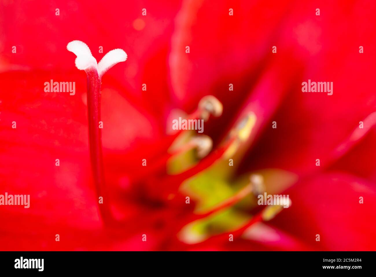 A macro shot or an extreme close-up of a red amaryllis flower in full bloom with a very shallow depth of selective focus. Stock Photo