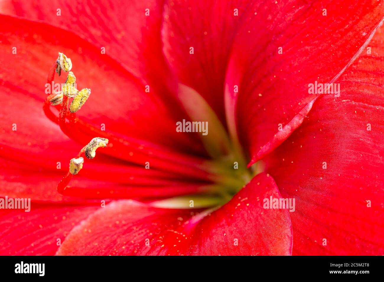 A macro shot or an extreme close-up of a red amaryllis flower in full bloom with a very shallow depth of selective focus. Stock Photo