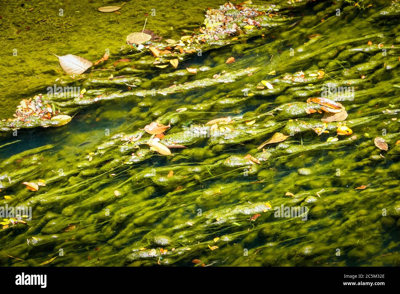 Plants growing and submerged in water in the canal Stock Photo Alamy