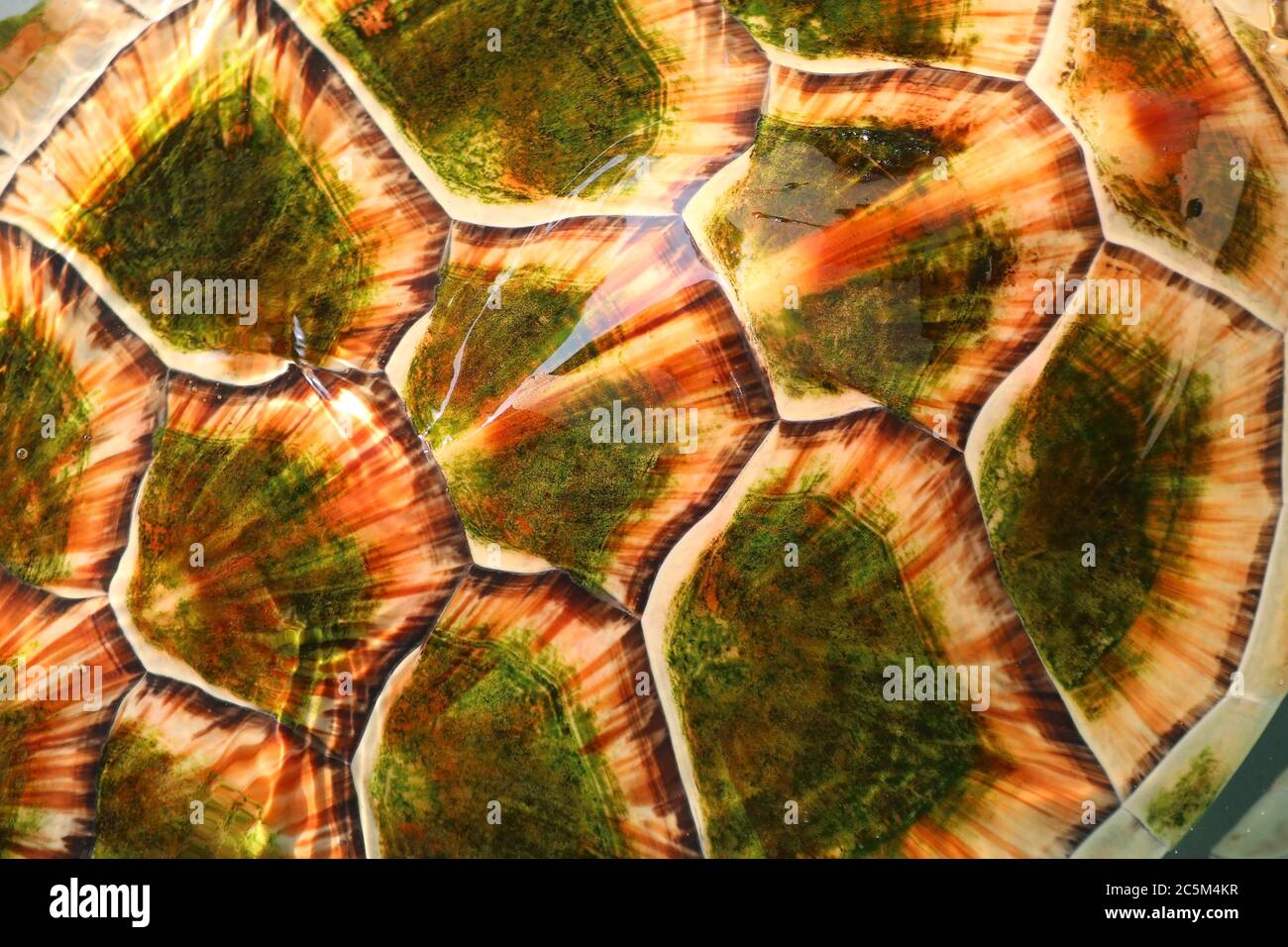 shell of hawksbill sea turtle as background or texture Stock Photo - Alamy