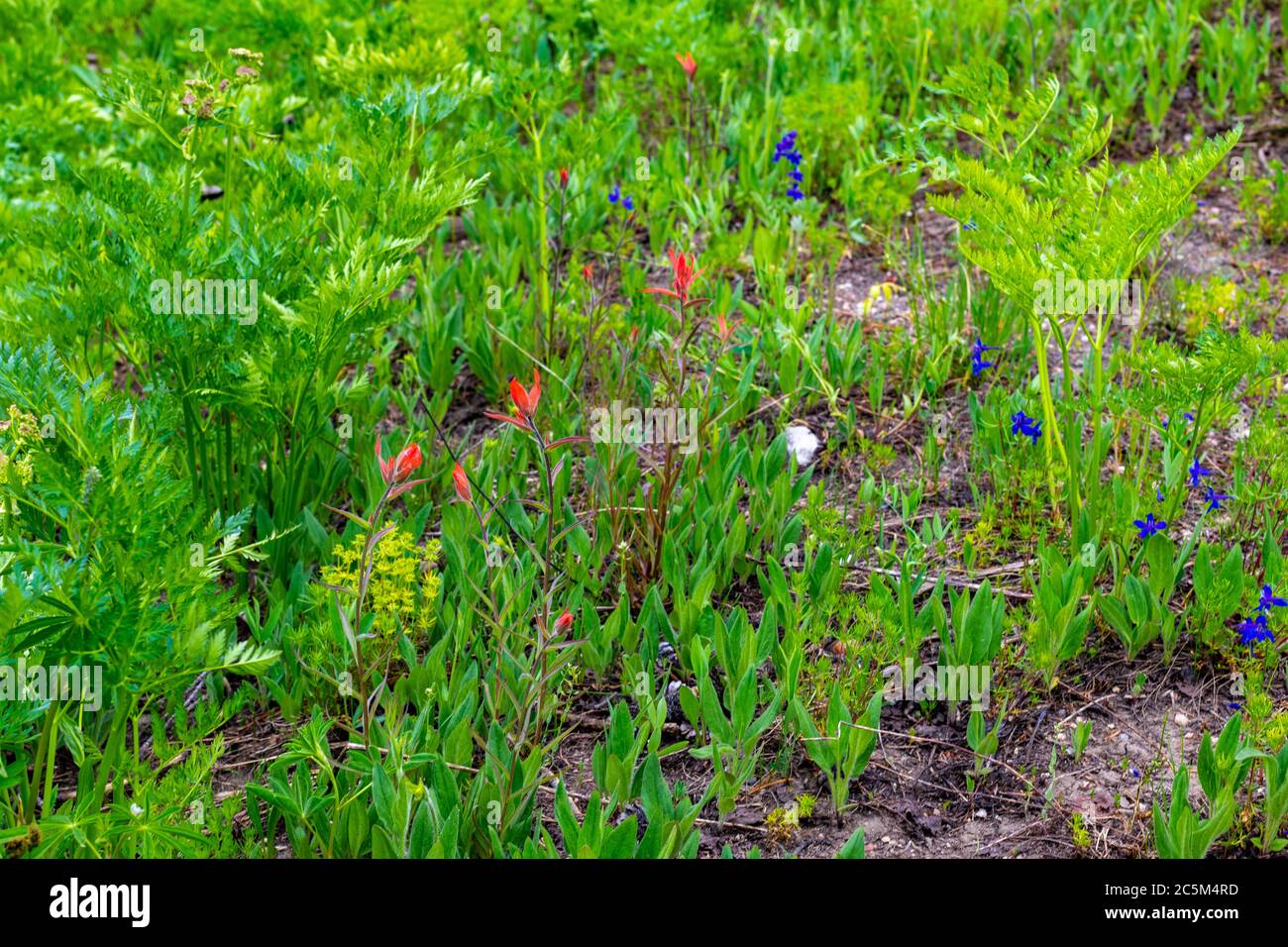 Colorado Wildflowers in Bloom in Routt County Stock Photo Alamy