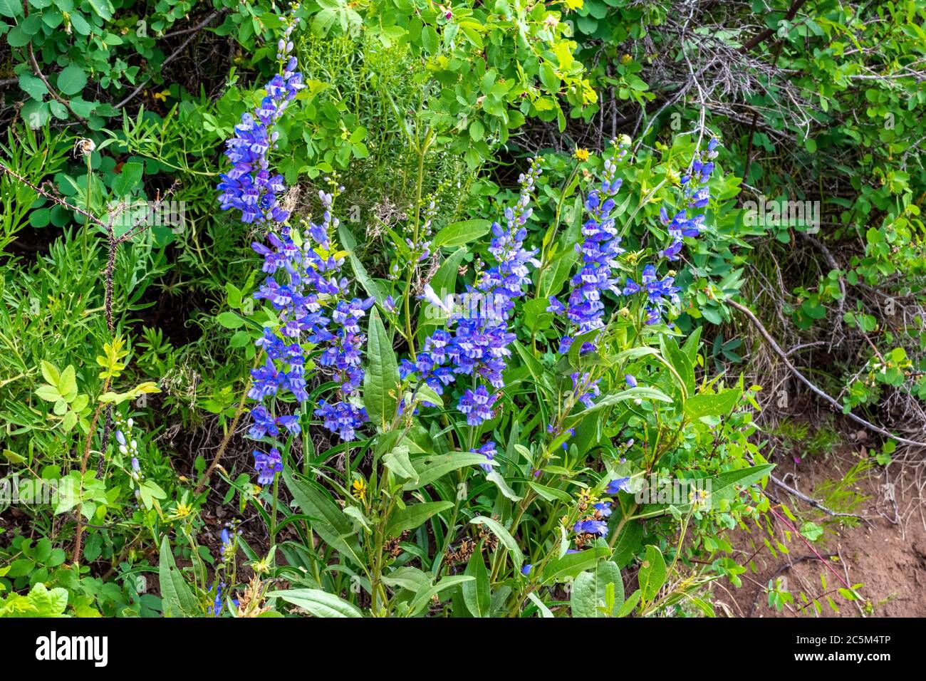 Colorado Wildflowers in Bloom in Routt County Stock Photo Alamy
