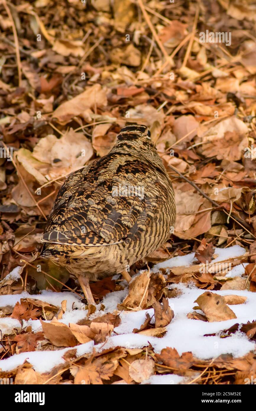 Camouflage bird woodcock. Brown dry leaves and white snow background. Bird: Eurasian Woodcock. Scolopax rusticola. Stock Photo