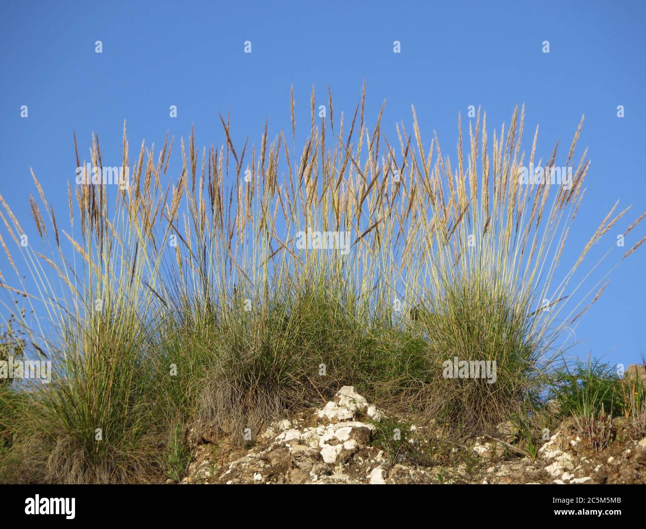 Esparto grass hires stock photography and images Alamy