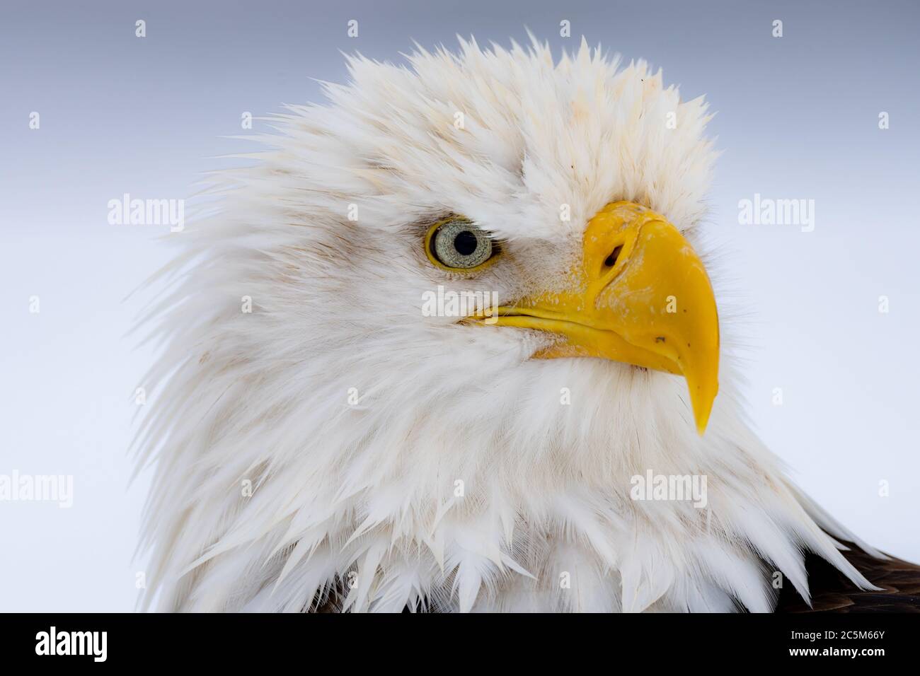 Bald eagle (Haliaeetus leucocephalus) in Homer, Alaska Stock Photo - Alamy