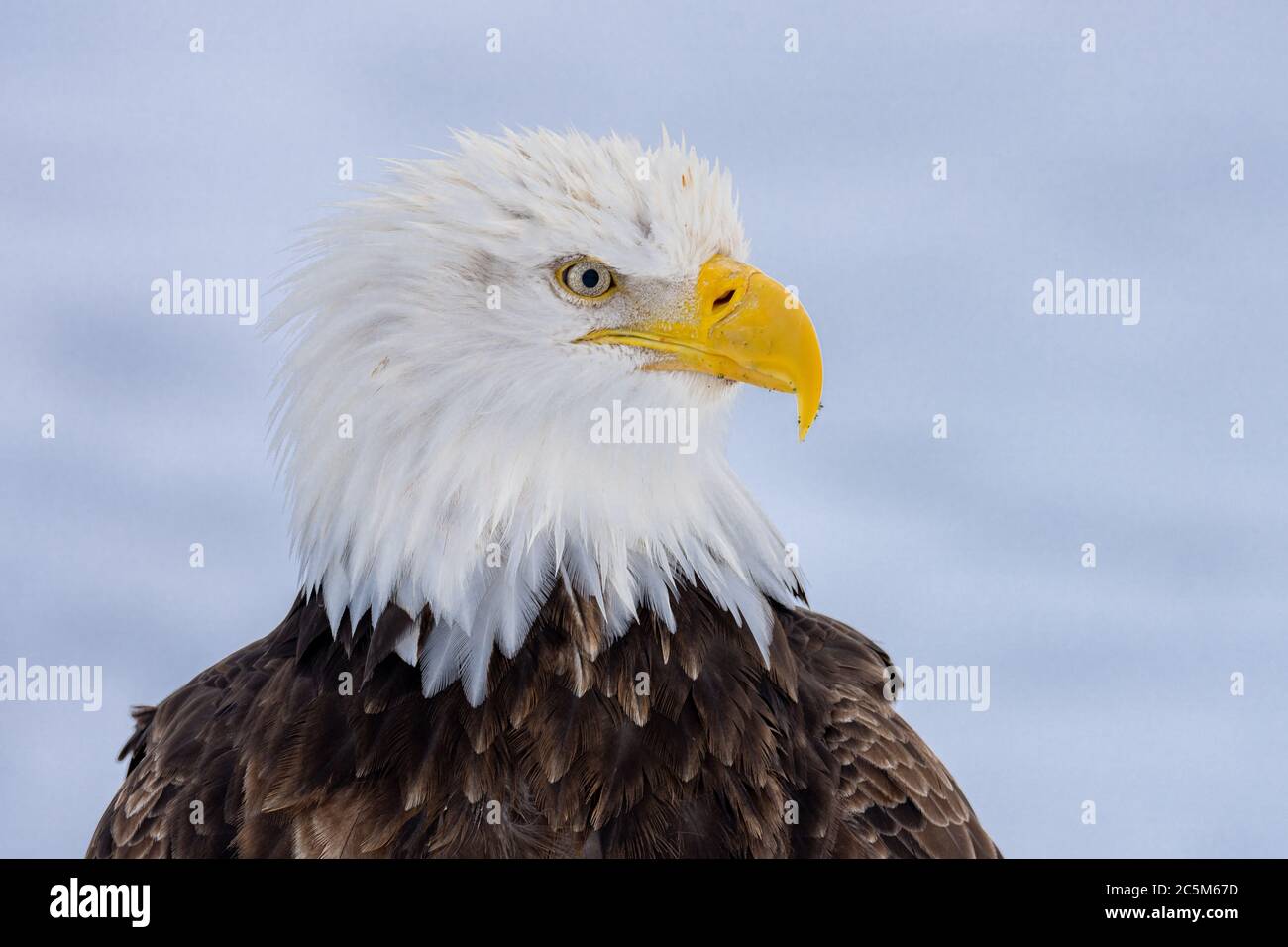 Bald eagle (Haliaeetus leucocephalus) in Homer, Alaska Stock Photo - Alamy