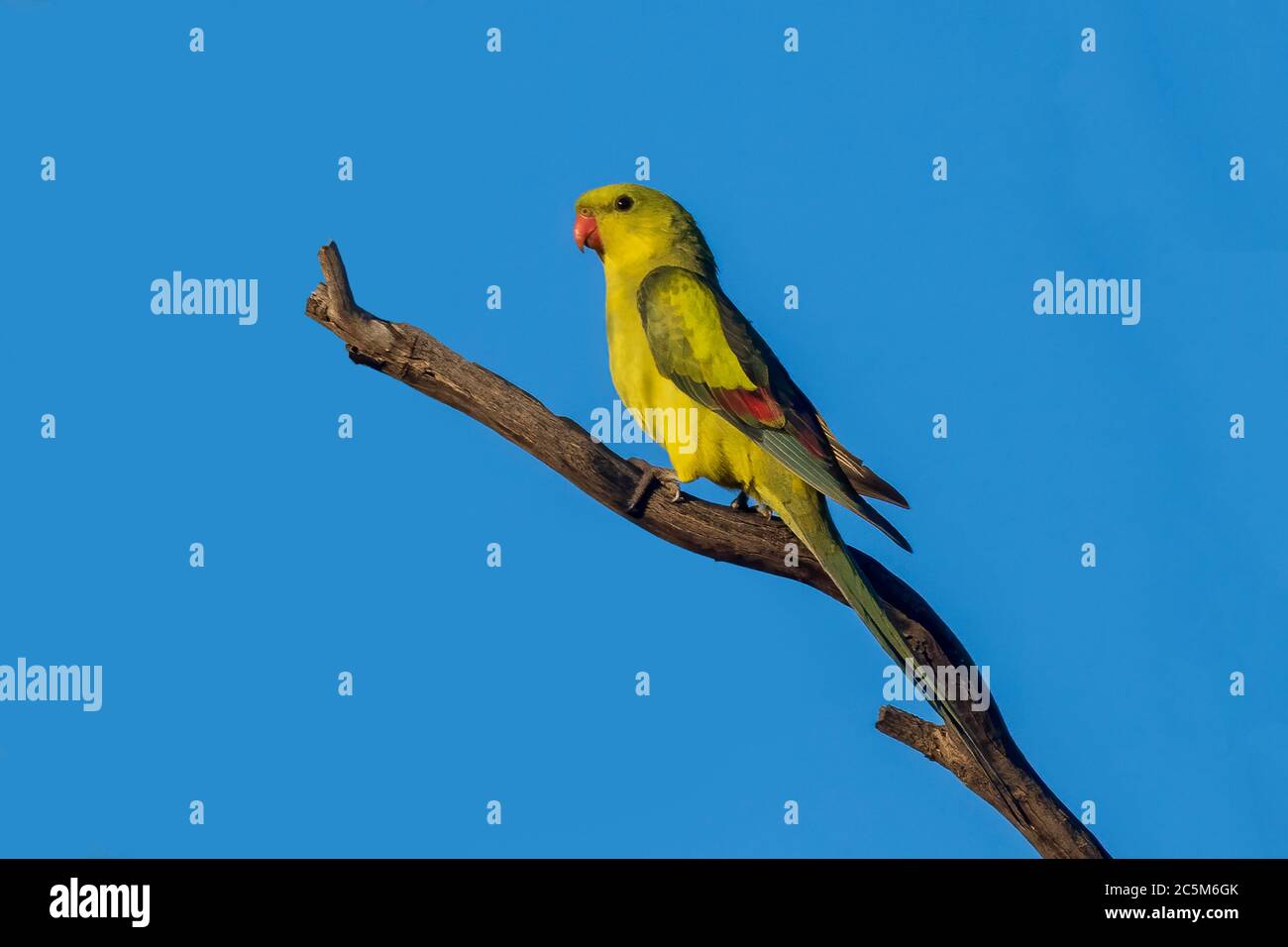 Regent Parrot (Polytelis anthopeplus). It is a slim yellow coloured parrot with a long, dusky tapering tail and back-swept wings. Stock Photo