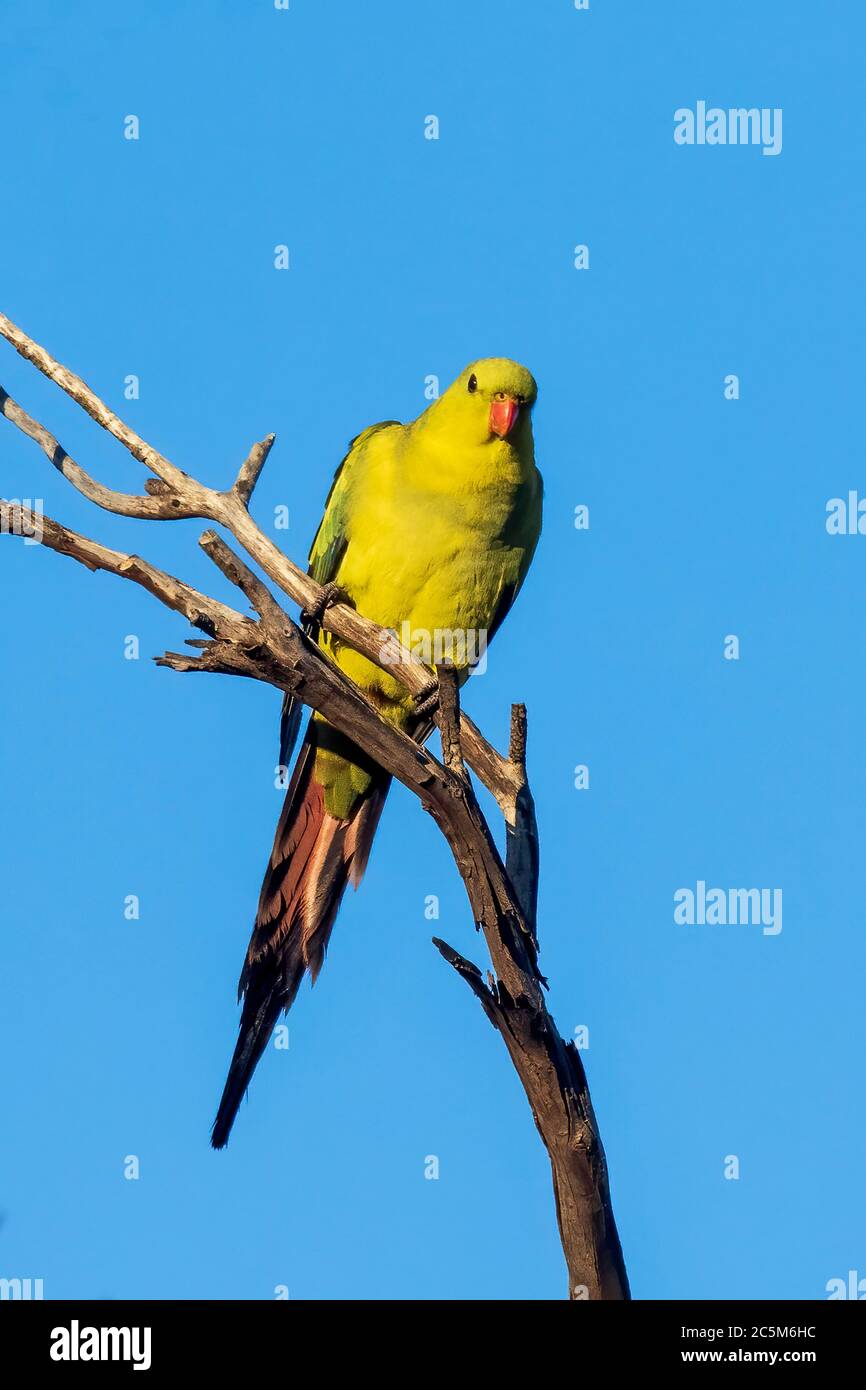 Regent Parrot (Polytelis anthopeplus). It is a slim yellow coloured parrot with a long, dusky tapering tail and back-swept wings. Stock Photo