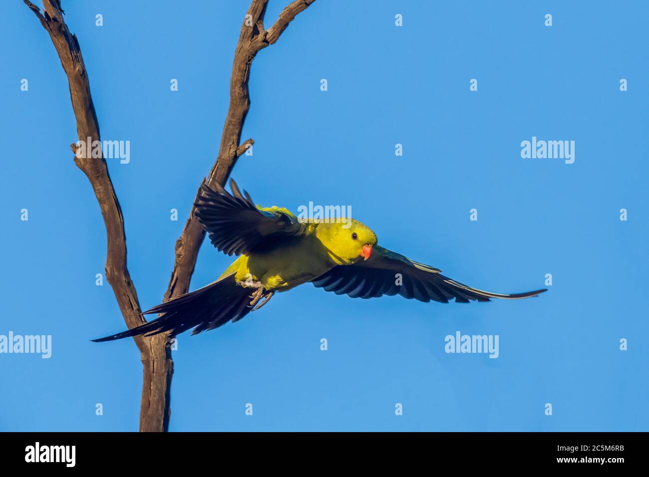 Regent Parrot (Polytelis anthopeplus). It is a slim yellow coloured parrot with a long, dusky tapering tail and back-swept wings. Stock Photo