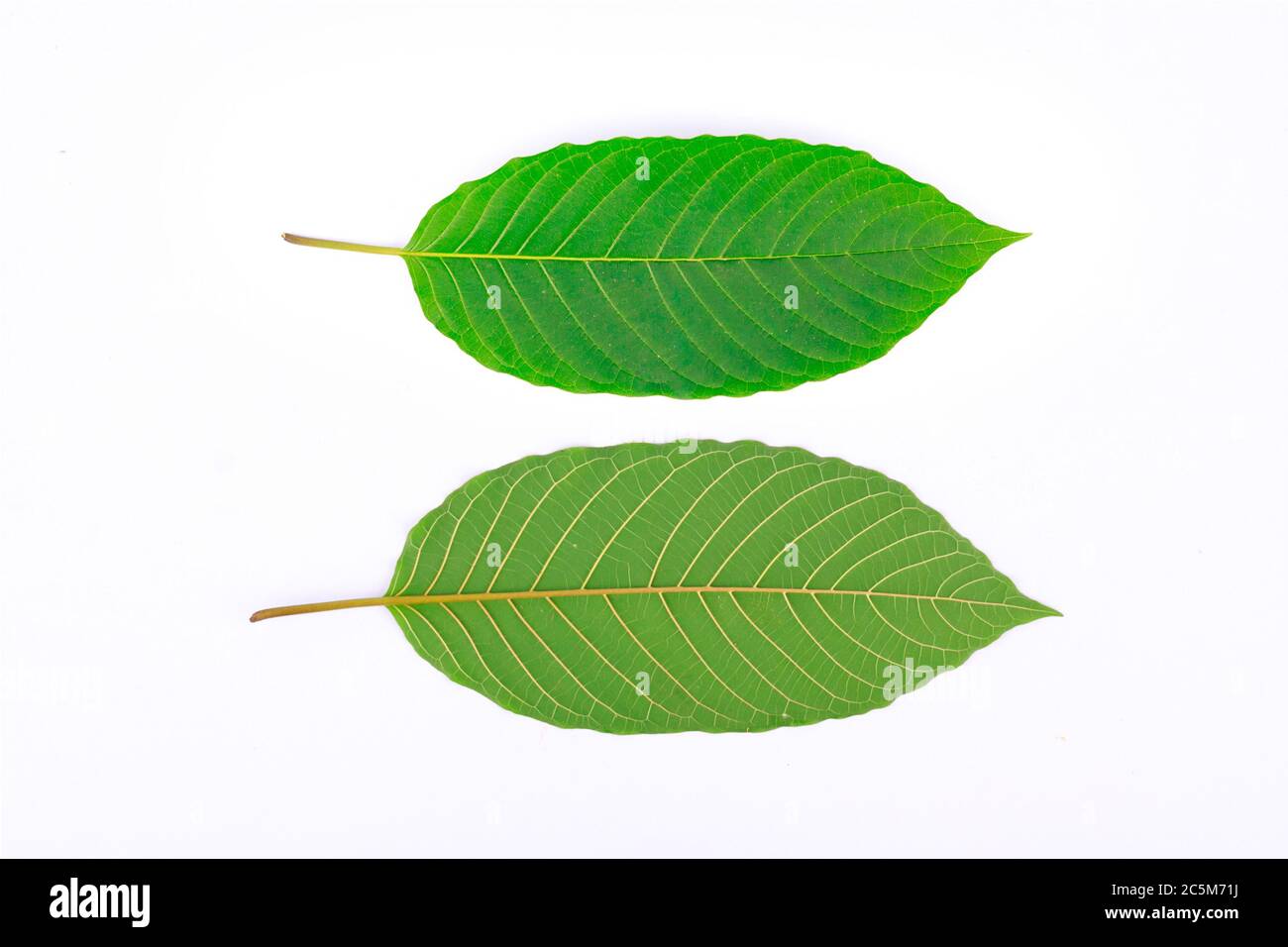 Kratom leaf (Mitragyna speciosa), a plant of the madder family used as a habitforming drug Stock Photo