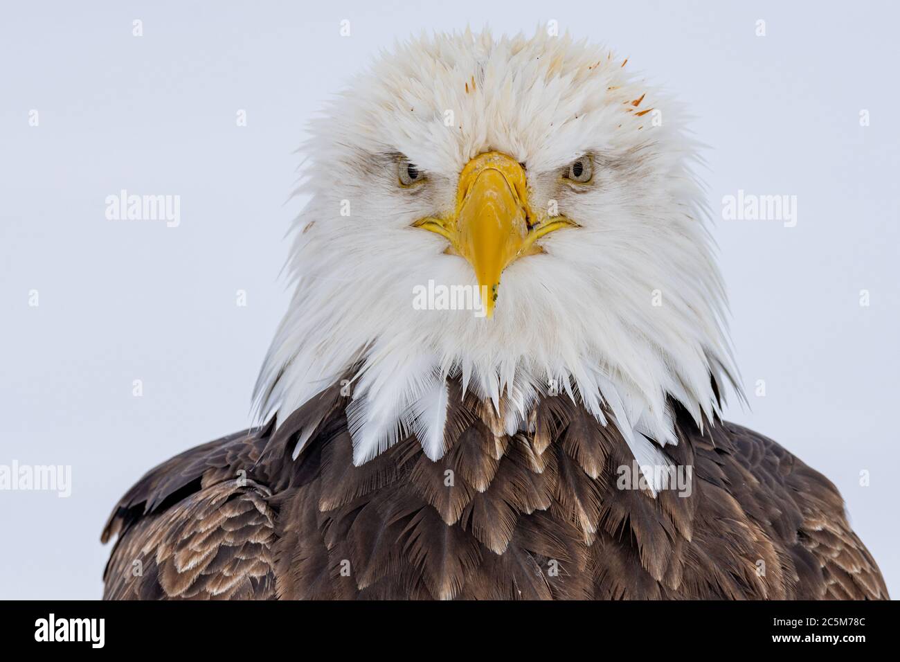 Bald eagle (Haliaeetus leucocephalus) in Homer, Alaska Stock Photo - Alamy