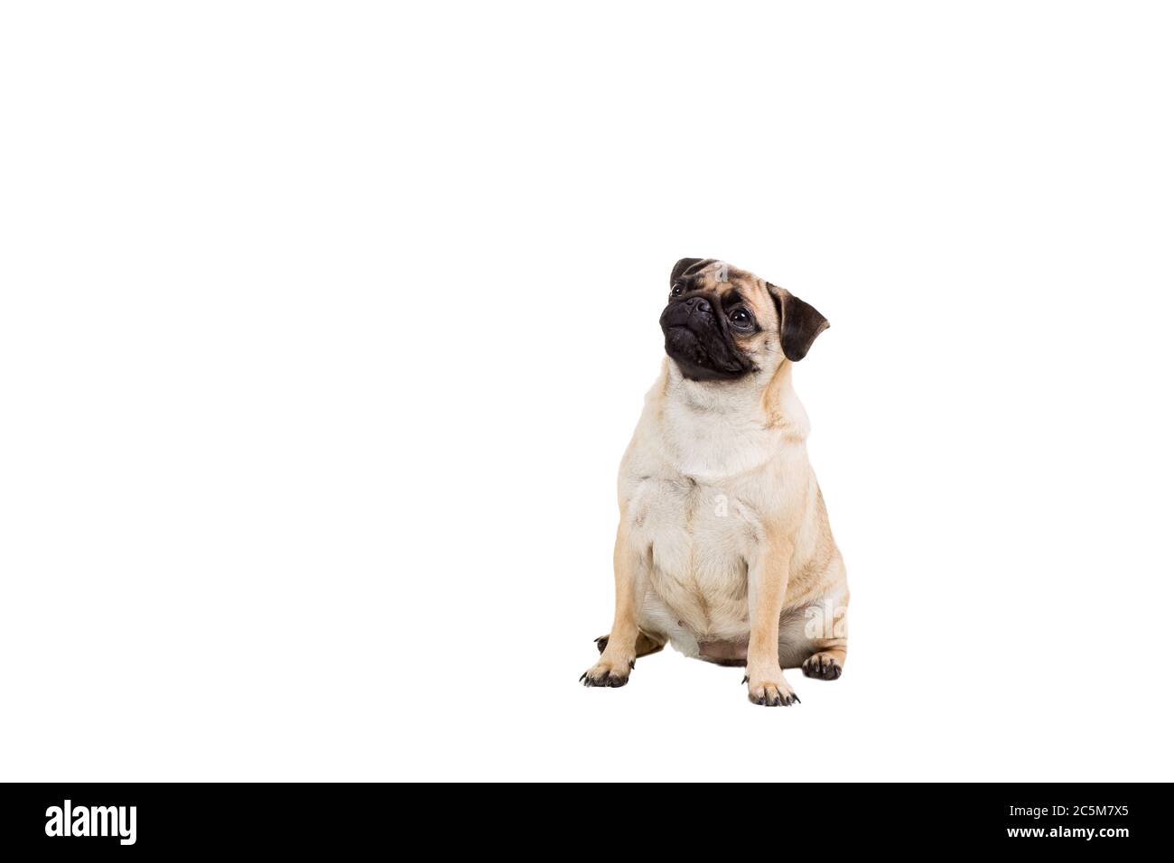 Pug dog isolated on white background Stock Photo - Alamy