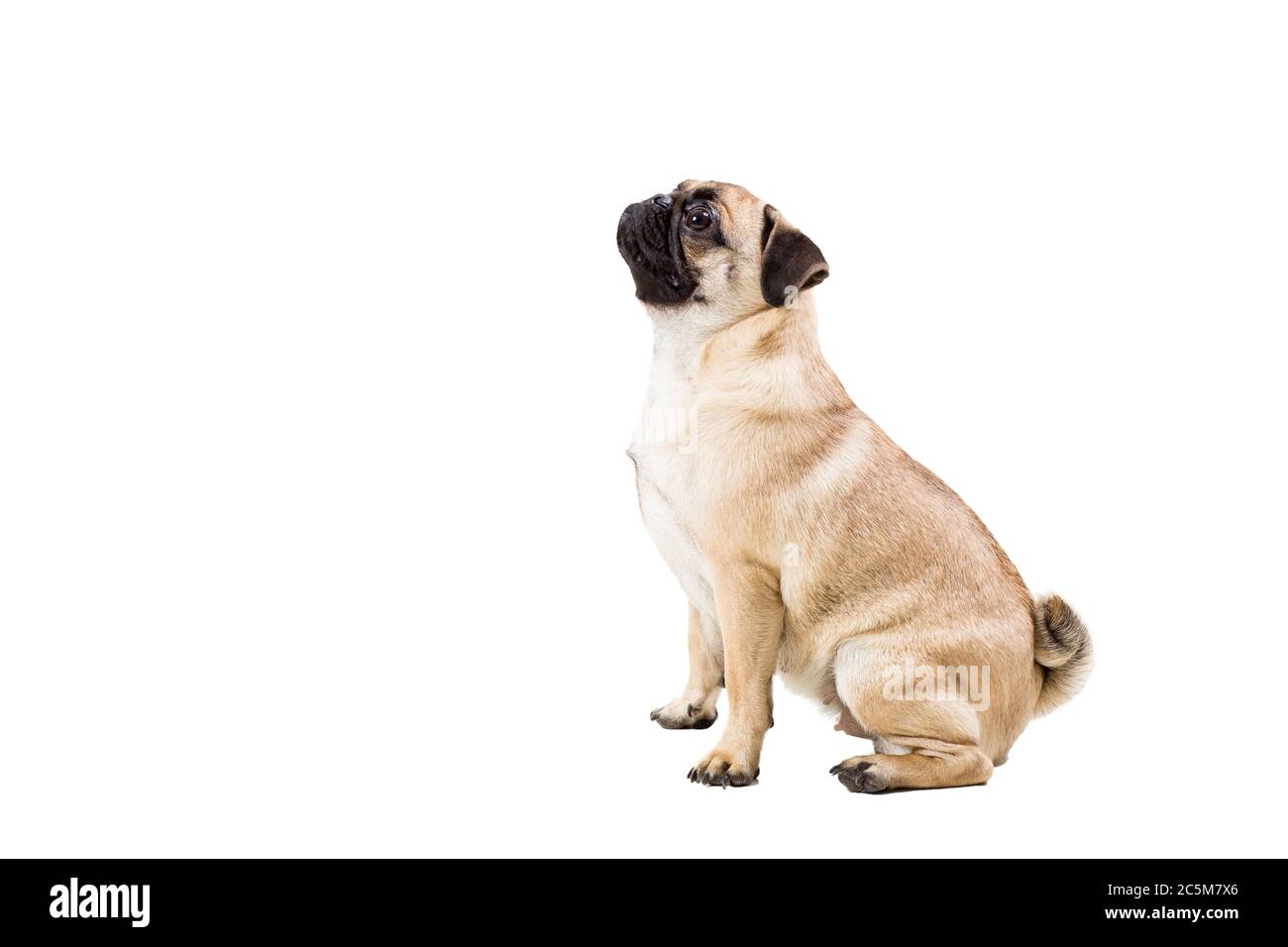 Pug dog isolated on white background Stock Photo - Alamy