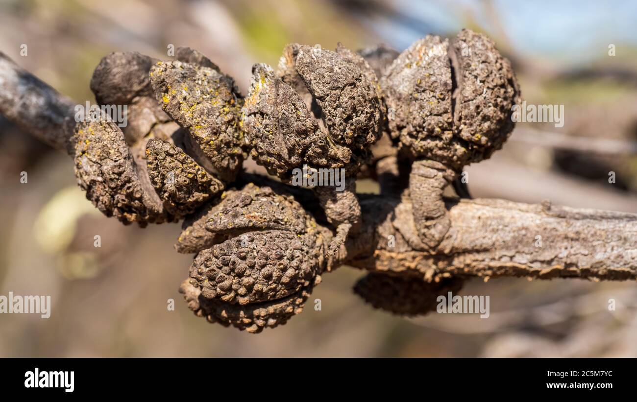 Seed pods of the Scrub Cypress-pine tree (Callitris verrucosa) Stock Photo