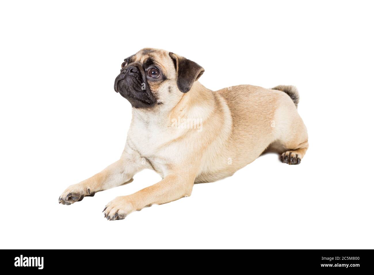 Pug dog isolated on white background Stock Photo - Alamy