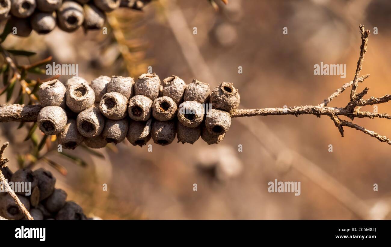Seed pods of the Melaleuca tree Stock Photo