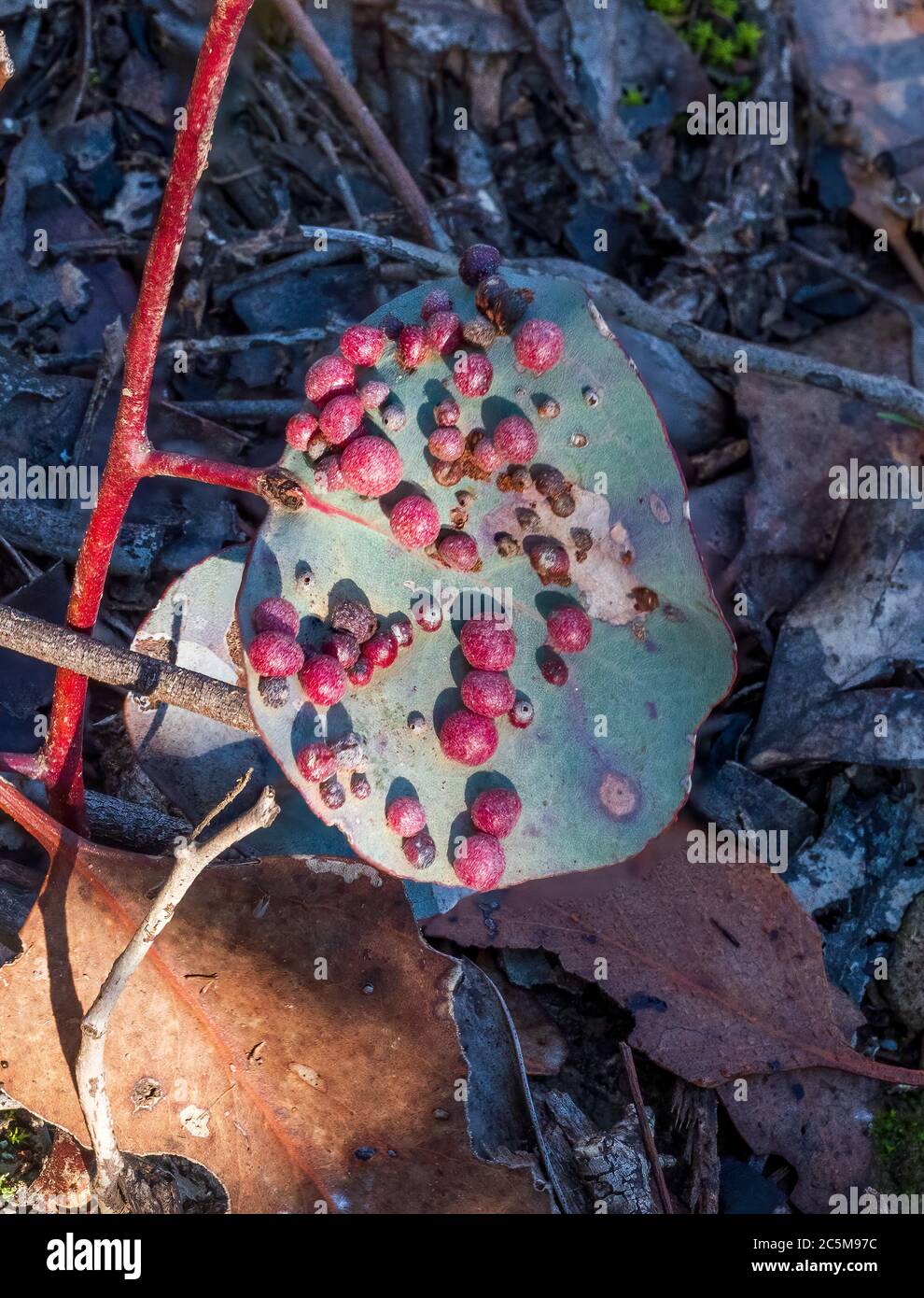 Leaf with Gall Growth Stock Photo