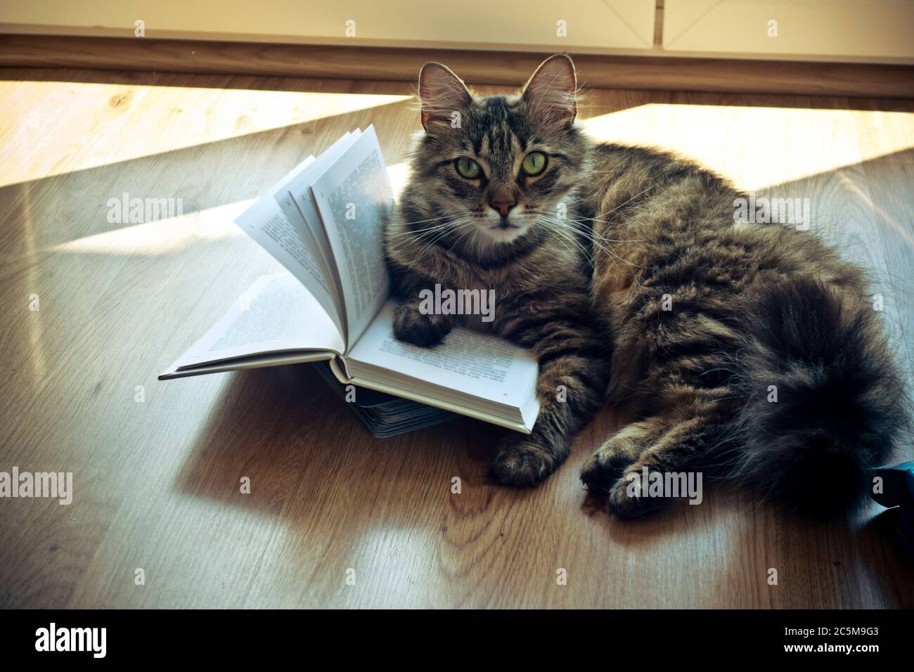 domestic cat with a book Stock Photo