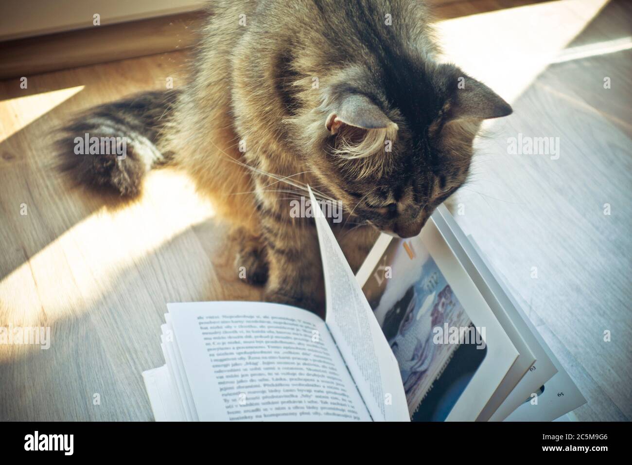 cat reading a book Stock Photo