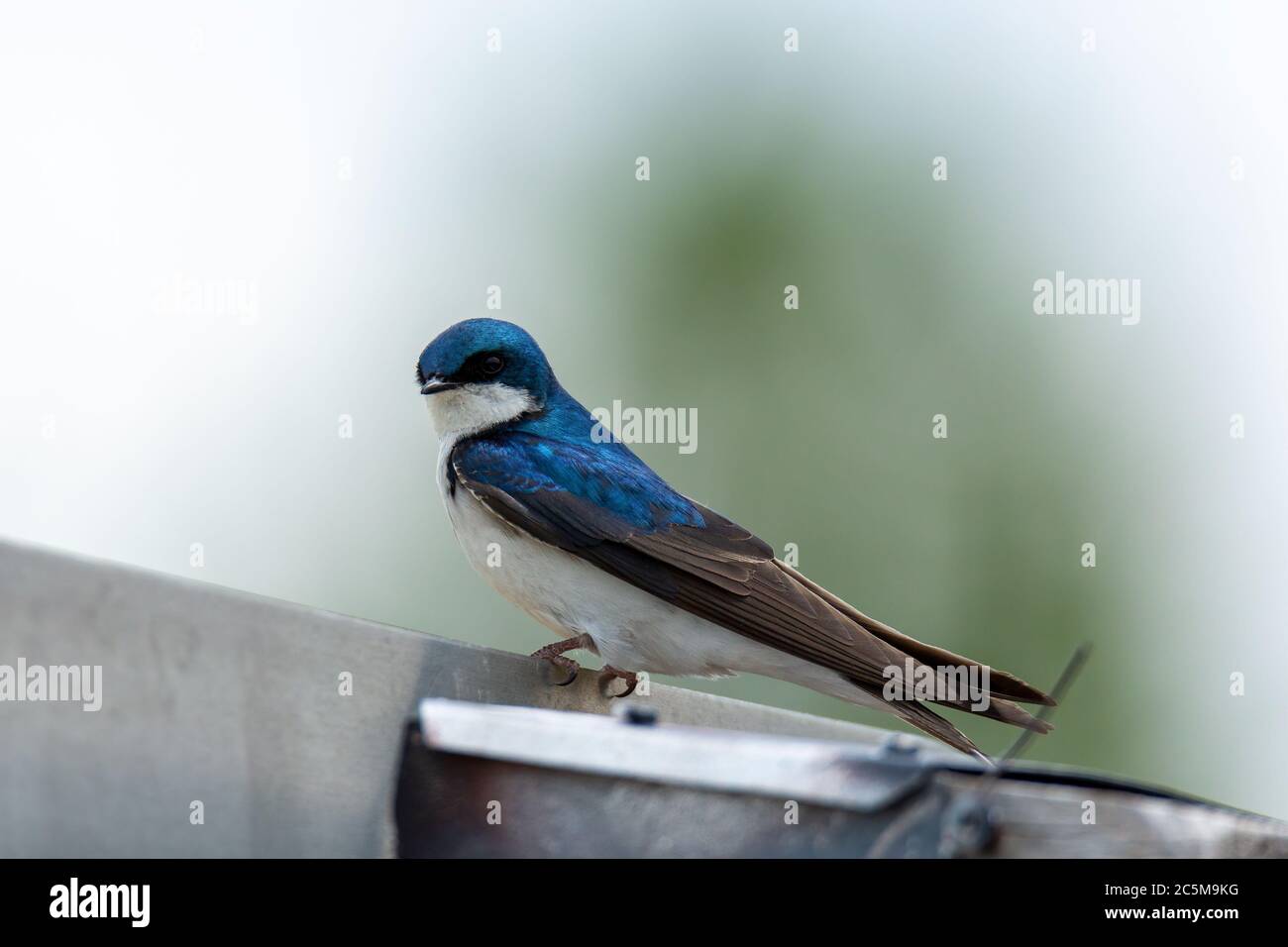 Tree swallow( Tachycineta bicolor) perched above nest box Stock Photo