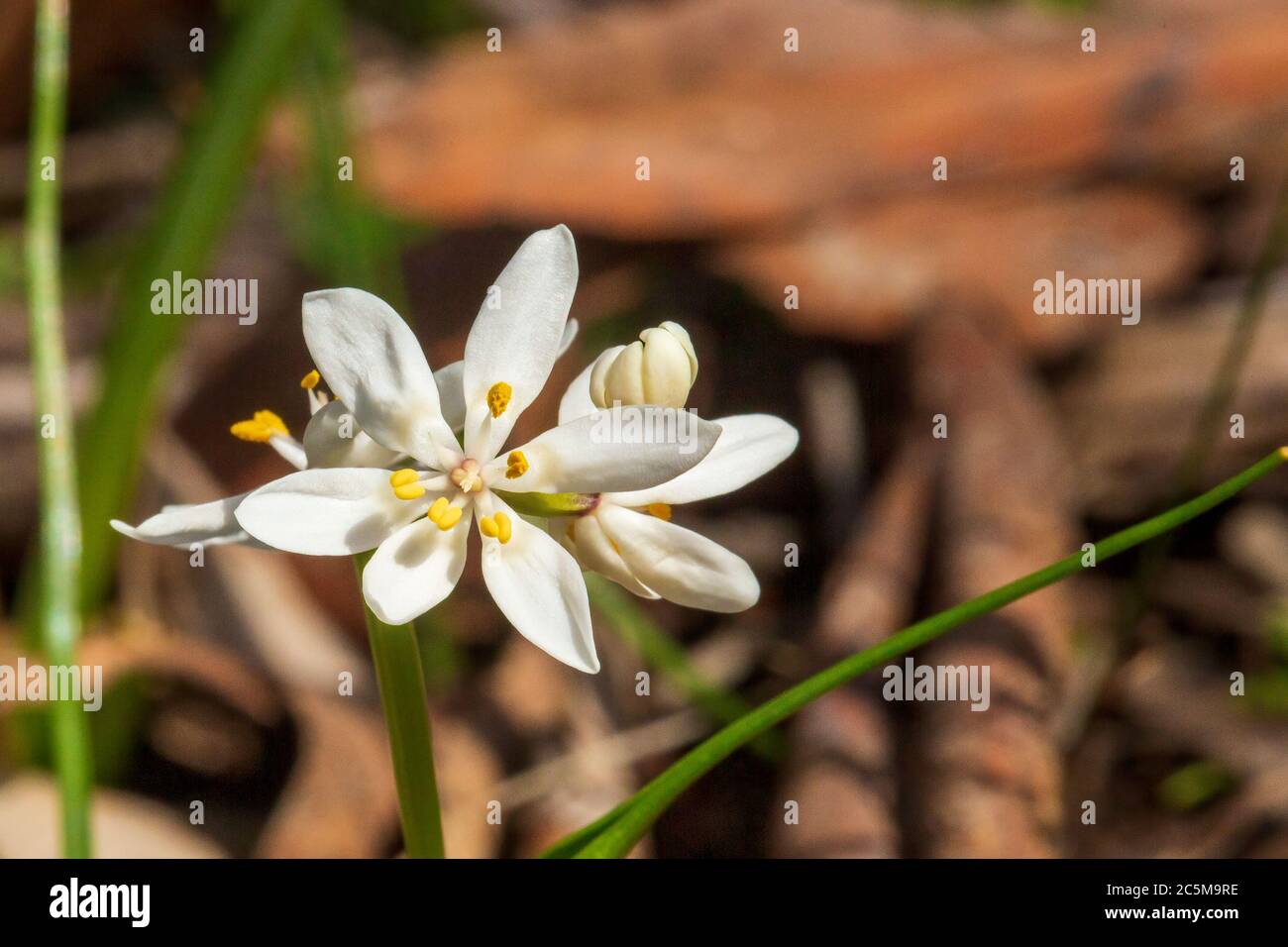 The flower of the Australian native plant known as the Common Early Nancy (Wurmbea dioica) Stock Photo