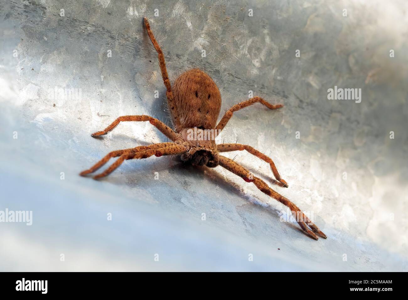 Huntsman Spider (Holconia montana Stock Photo Alamy