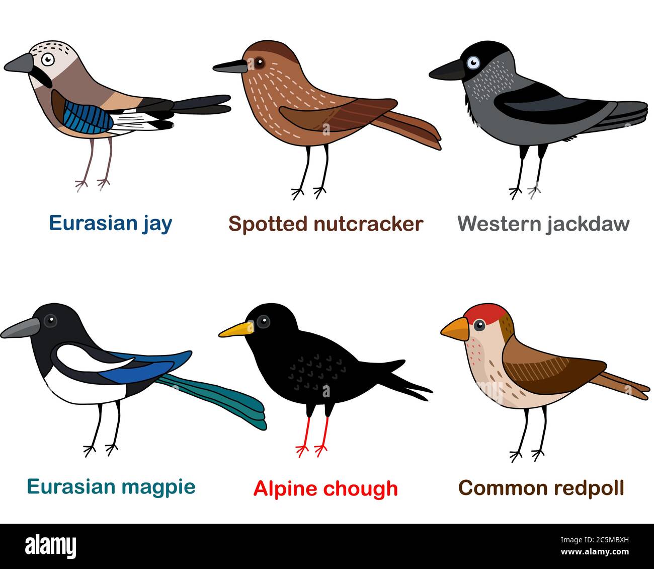 Cute bird vector illustration set, Jay, Nutcracker, Jackdaw, Magpie, Chough, Redpoll, Colorful European bird cartoon collection Stock Vector