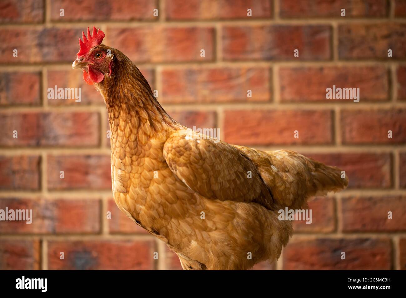 An egg laying free range Isa Brown Chicken with red bricks in the back ground Stock Photo